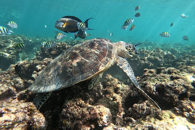 Cruises to Daymaniyat & Snorkeling - Recommendations