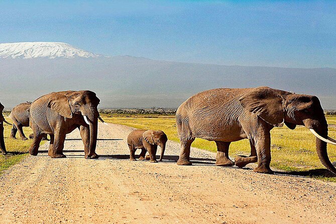 Day Tour - Amboseli National Park From Nairobi - Inclusions