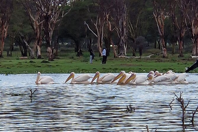 Day Tour To Hells Gate National Park and Optional Boat Ride on Lake Naivasha. - Tour Overview