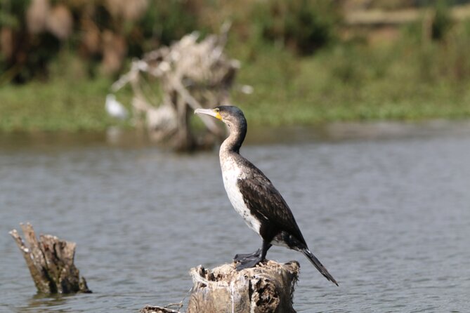 Day Tour to Hells Gate National Park and Optional Boat Ride on Lake Naivasha - Safety Note: Closed Valley