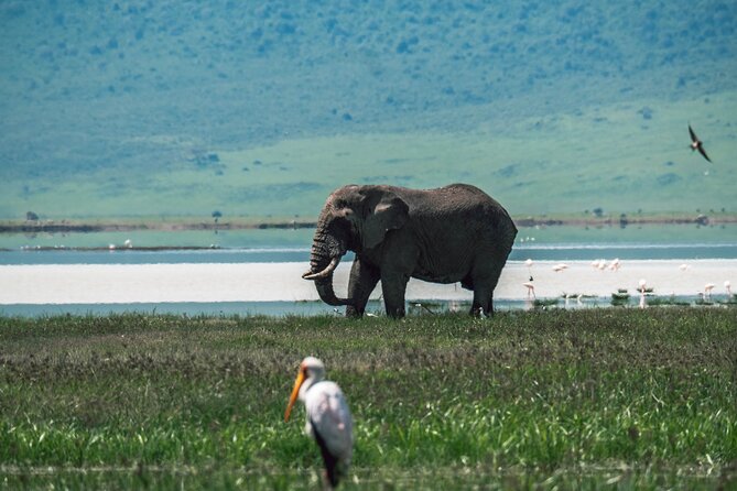 Day Tour to Ngorongoro Crater Sharing Safari - Booking Information