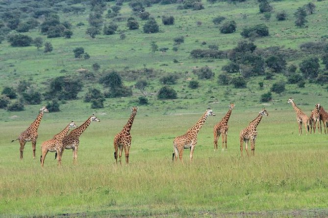 Day Trip Akagera Wildlife Safaris and Boat Tour - Frequently Asked Questions