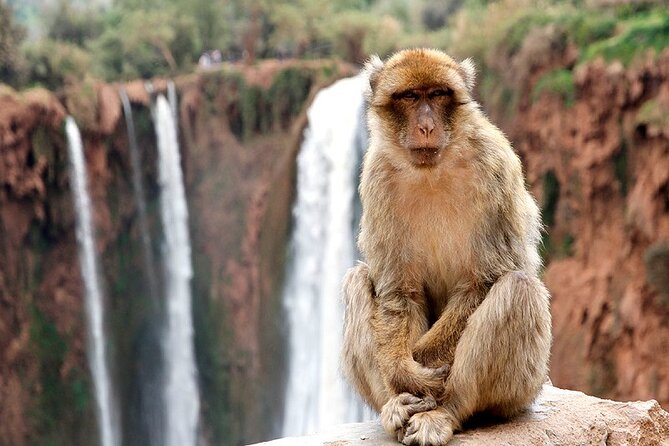 Day Trip to Ouzoud Waterfalls From Marrakech - Trip Details