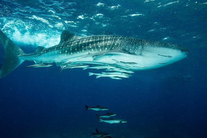 Daymaniyat Island Natural Reserve and Dolphin Watching - Frequently Asked Questions