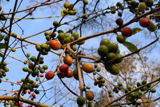 Daytour to Materuni Waterfalls With Coffee & Hotsprings Excursion - Tour Highlights