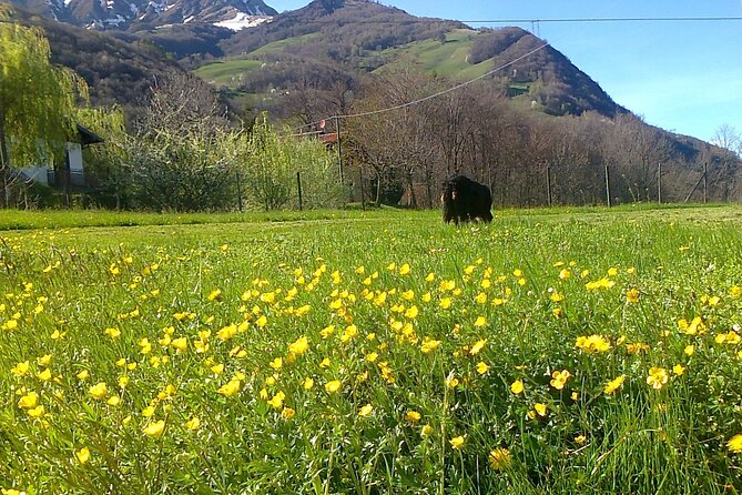 Delightful Deluxe Cheese and Wine Tasting From Lake Como - Dairy Tour Delights