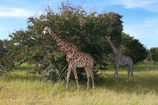 Discounted Combo-Victoria Falls, Chobe Day Trip & Helicopter Ride - Traveler Requirements