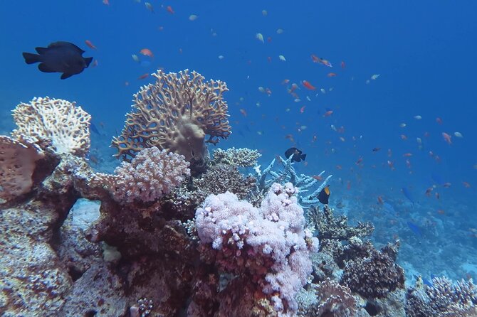 Diving Speed Boat in Marsa Alaam - Tour Info