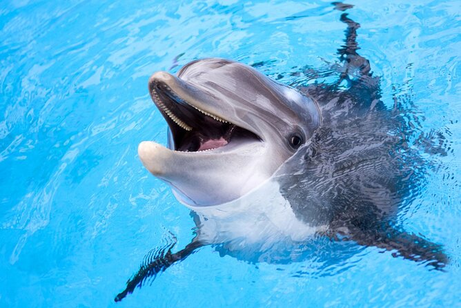 Dolphin Discovery Adventure in Hurghada - Location and Details