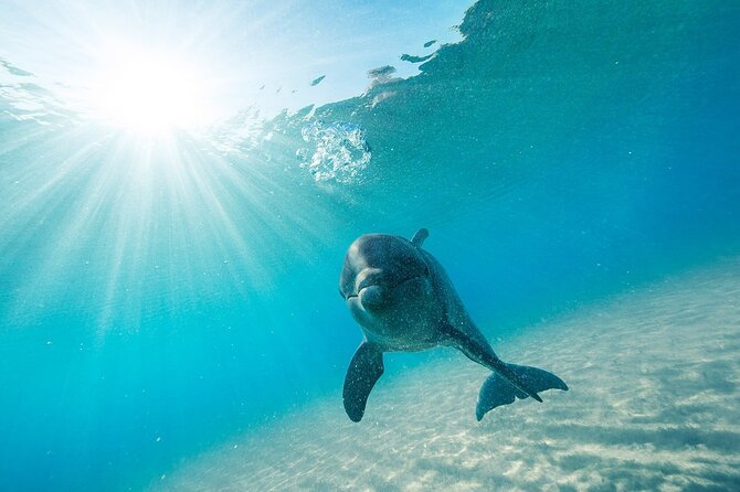 Dolphin House Snorkel and Water Fun Activity With Lunch-Hurghada - Frequently Asked Questions