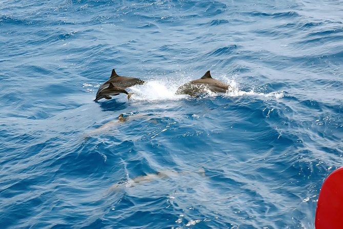 Dolphins House Snorkeling Trip by a Private Speed Boat - El Gouna - Reviews