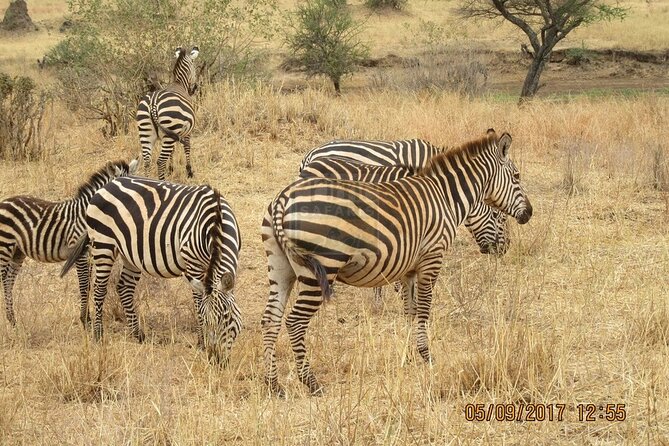 Early Morning Group Joining Mini Safari To Nairobi National Park - Whats Included