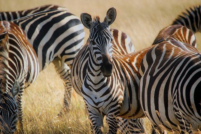 Early Morning Half Day Mini Safari To Nairobi National Park - Customer Reviews