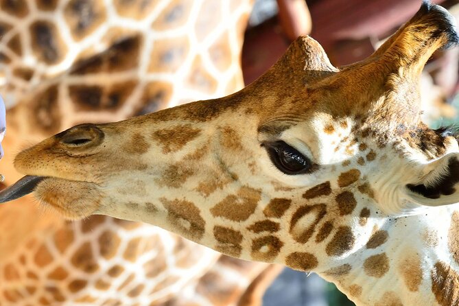 Early Nairobi Park Giraffe Centre and Optional Elephant Orphanage - Inclusions and Exclusions