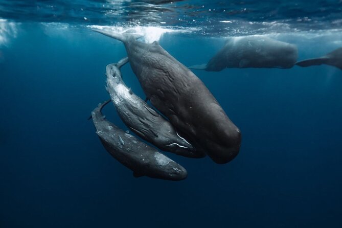 Eco-friendly Dolphin Watching Tour in Mauritius - Reviews