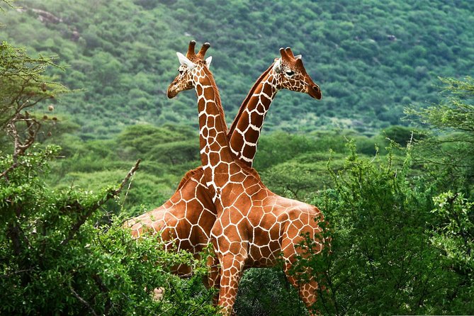 Elephant Orphanage & Giraffe Centre Tour - Wildlife Encounters