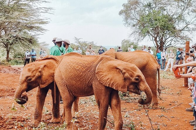 Elephant Orphanage Ticket With Pick up and Drop off - Confirmation and Accessibility Information