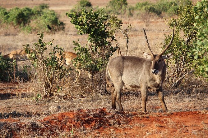 Set out on a Spectacular 2 Days Safari to Tsavo East National Park - Pickup Locations