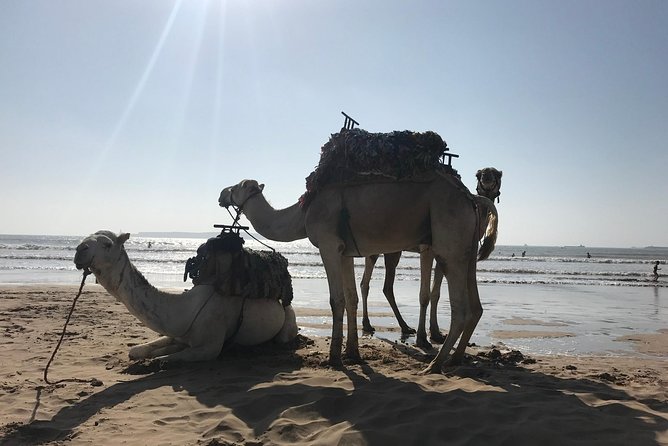 ESSAOUIRA 1 Day Shared Tour From Marrakech - Booking Information