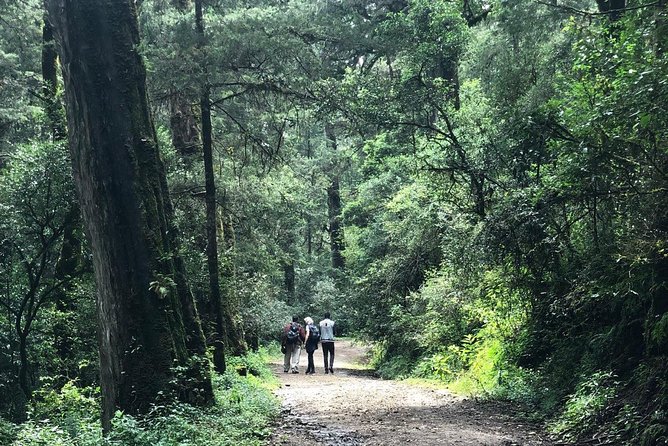 ETHIOPIA BIRDWATCHING— 10 Days - Meals and Dining Options