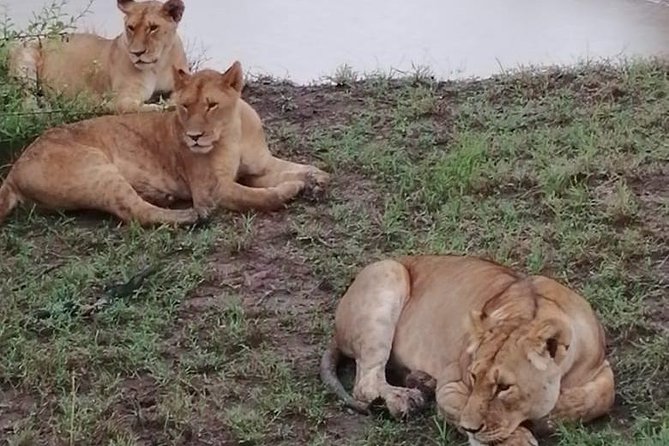 Ets N361 3days 2nights Safari To Masai Mara With Balloon Experience - Tour Overview