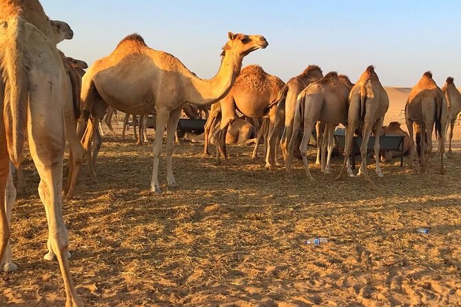 Evening Desert Safari Abu Dhabi With Hot BBQ Dinner - Price and Reviews