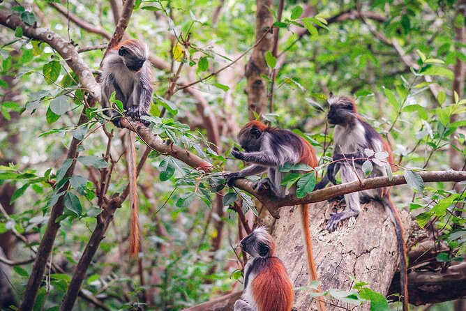Experience Jozani Forest, Kuza Caves, The Rock Restaurant & Kae Funk Beach Party - Reviews, Pricing, and Guarantees