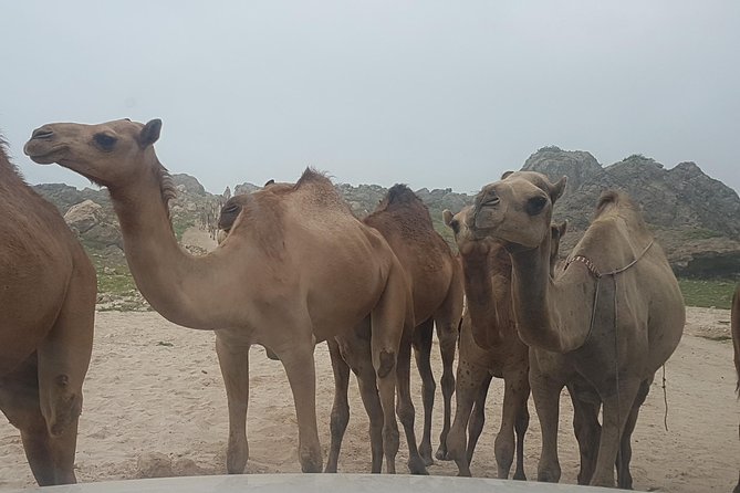 Fazayah Beach Shore Excursion - West Salalah 6-8 Hours Adventure - The Sum Up