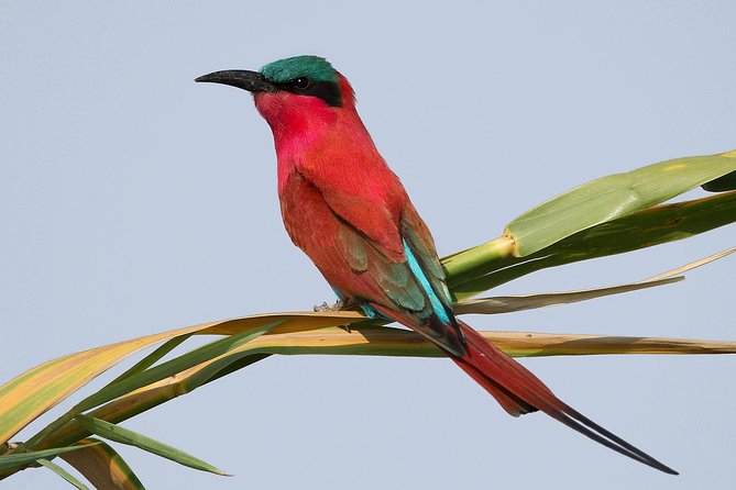 Full Day Chobe Game Drive, Guided Tour of Falls & 15 Mins Helicopter Flight - The Sum Up