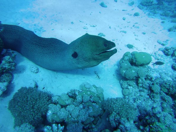 Full Day Dolphin House Satayeh Reef Snorkeling Sea Trip With Transfer-Marsa Alam - Customer Reviews