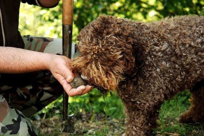Full Day Experience | Truffle Hunting in Assisi - Location and Inclusions