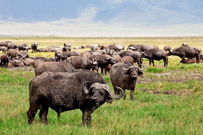 Full Day Guided Day Trip to Ngorongoro - Location and Pricing