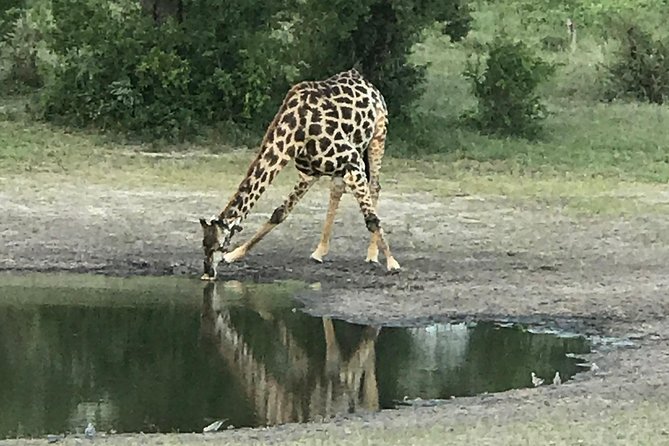 Full-Day Hwange National Park Tour From Victoria Falls - Tour Highlights