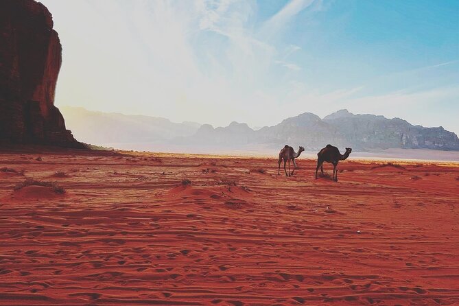 Full Day Jeep and Camel Tour - Customer Reviews