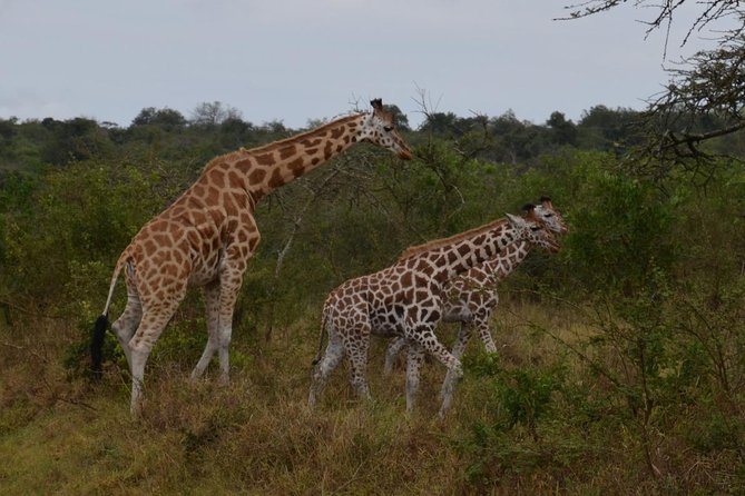 Full-Day Lake Mburo National Park Safari With Boat Trip (2 Day Option Available) - The Sum Up