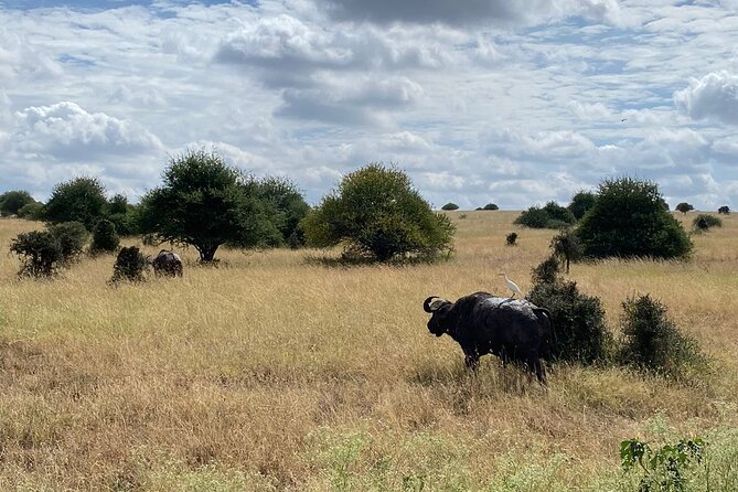 Full-Day Nairobi Circuit Private and Guided Tour - Admission Fees