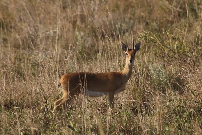 Full-Day Safari in Maputo National Park - Directions