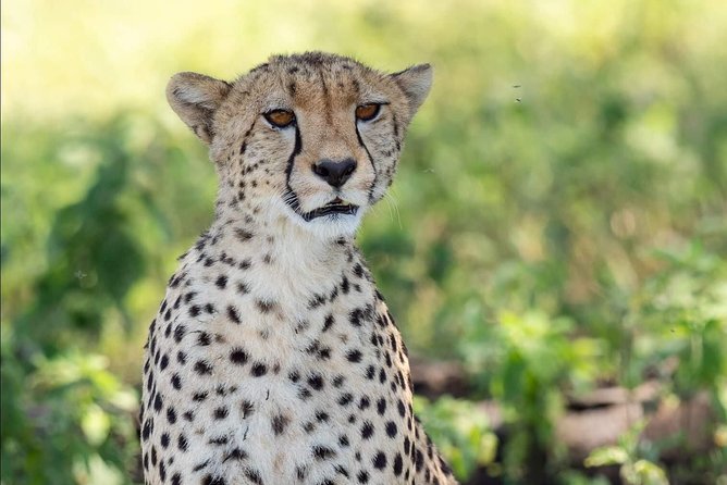 Full Day To Arusha National Park - Practical Information
