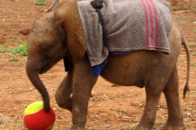Giraffe Center & Elephant Orphanage Guided Day Tour - Tour Inclusions