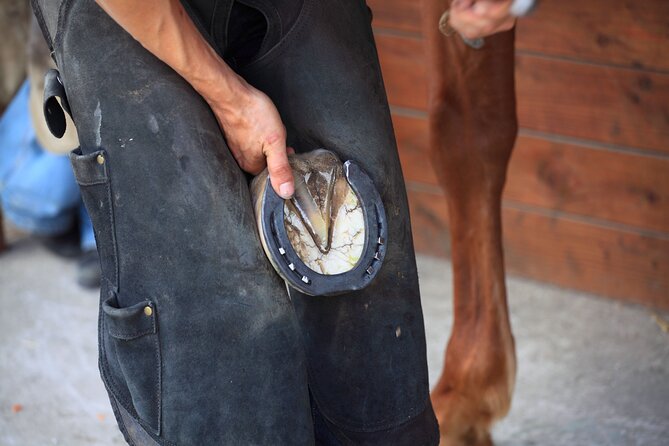 Guided Experience to Learn About Horses and Horse Care - Welcome and Experience at the Stables