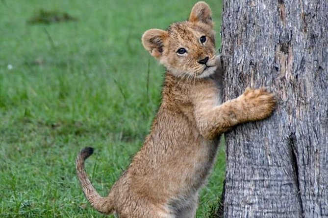 Half-Day Nairobi National Park Safari From Nairobi With Free Pickup - Tour Overview
