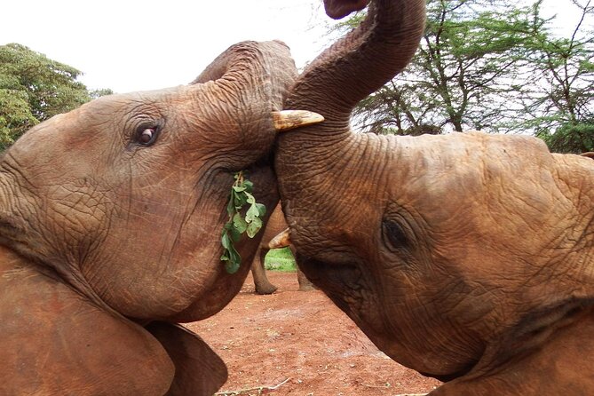 Half Day Tour to Elephant Orphanage & Giraffe Centre Nairobi - Pricing and Reservation Details