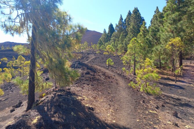 Hiking Classic Tenerife - Guide Information