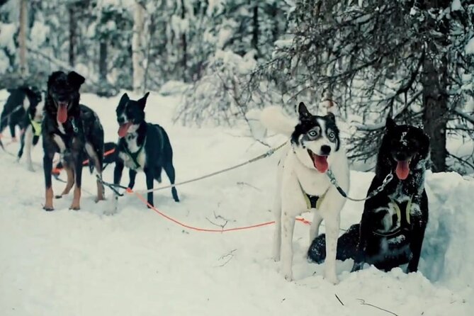 Husky Sledding Ride in Levi 5 KM - Additional Information