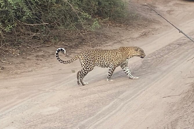 Hwange National Park Safari & Overnight