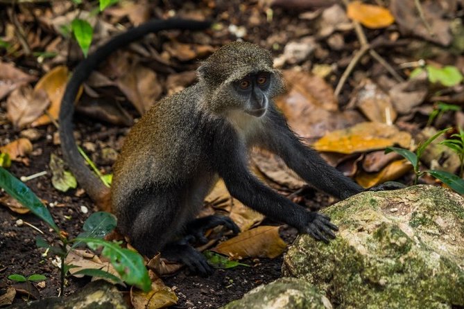 Jozani Forest With Kizimkazi - Frequently Asked Questions