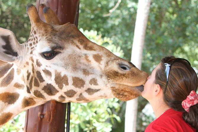 Karen Blixen Museum & Giraffe Centre Half Day Tour - Itinerary Highlights