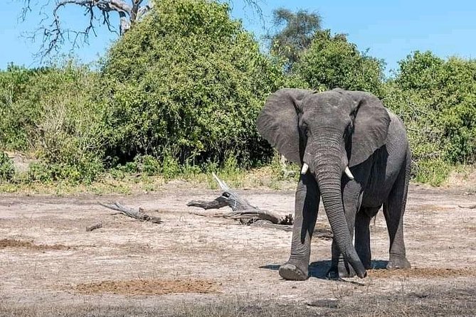 Kasane Border to Victoria Falls Private Transfer - Operational Hours and Logistics