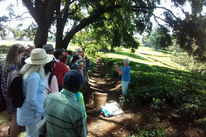 Kiambethu Tea Farm Day Tour From Nairobi - Inclusions and Services