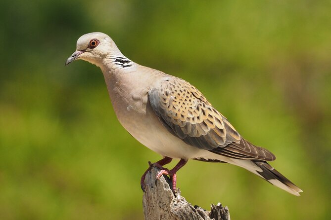 Korčula Bird Watching and Wildlife Photography - Additional Information